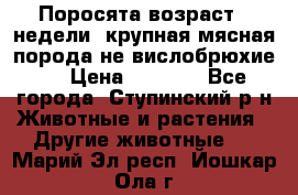 Поросята возраст 4 недели, крупная мясная порода(не вислобрюхие ) › Цена ­ 4 000 - Все города, Ступинский р-н Животные и растения » Другие животные   . Марий Эл респ.,Йошкар-Ола г.